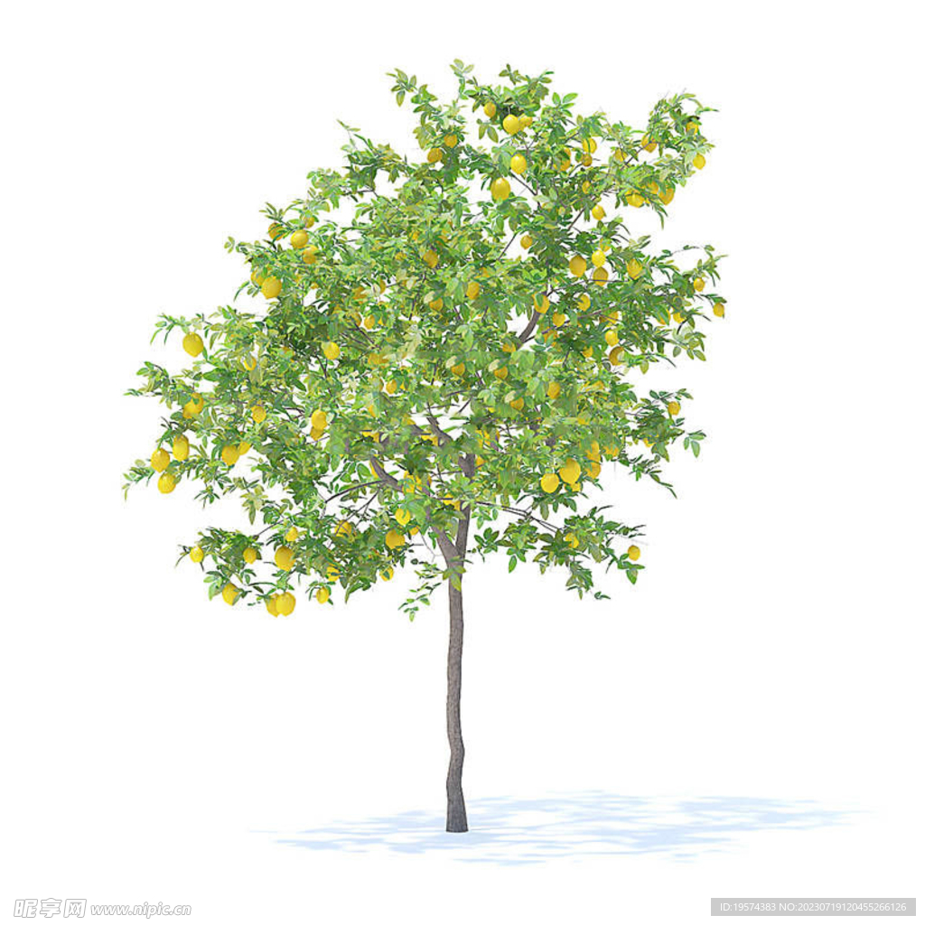  C4D模型 树 