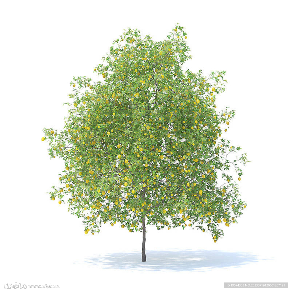  C4D模型 树  