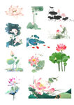 荷花 