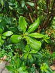 雨后的海桐