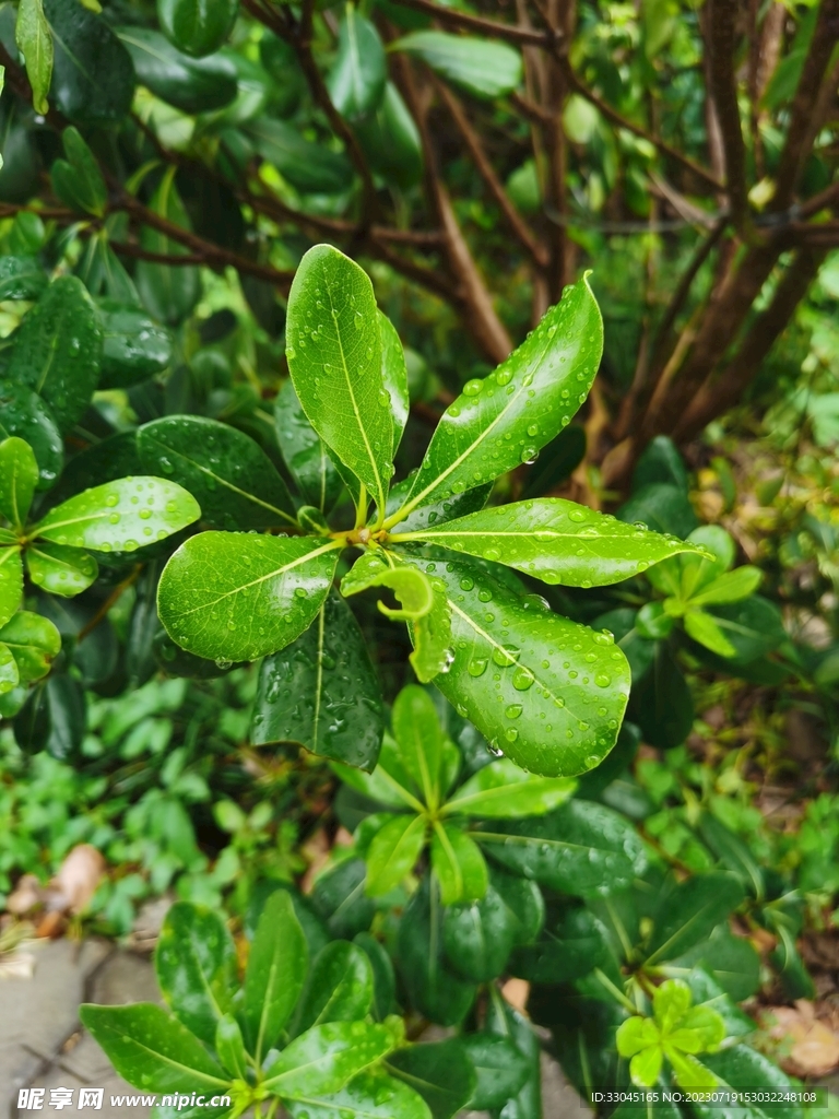 雨后的海桐