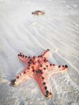海星