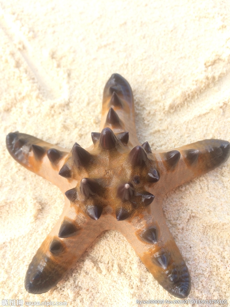 海星