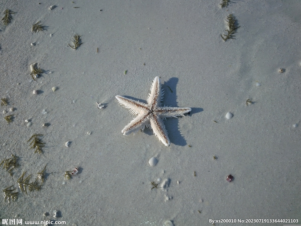 海星