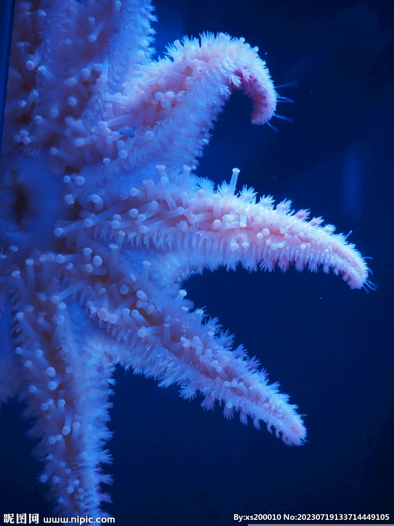 海星