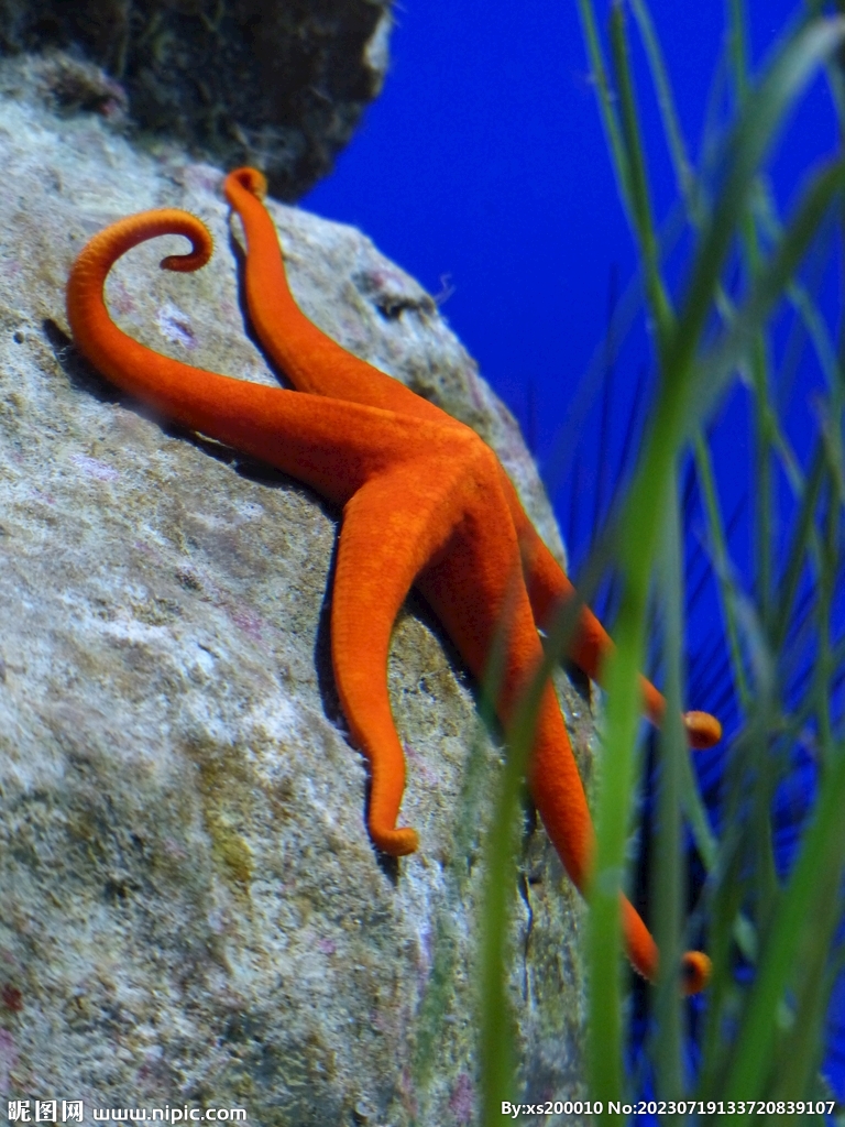 海星
