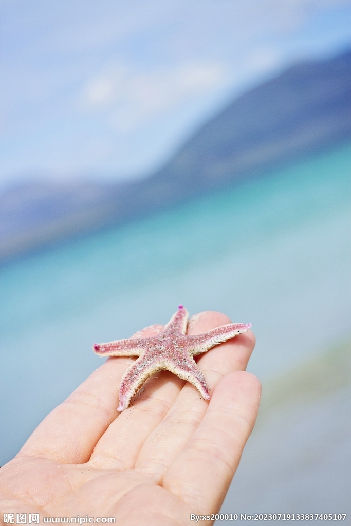 海星