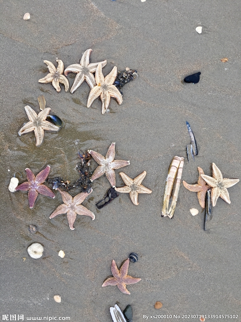 海星