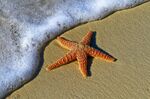海星