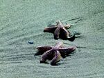 海星
