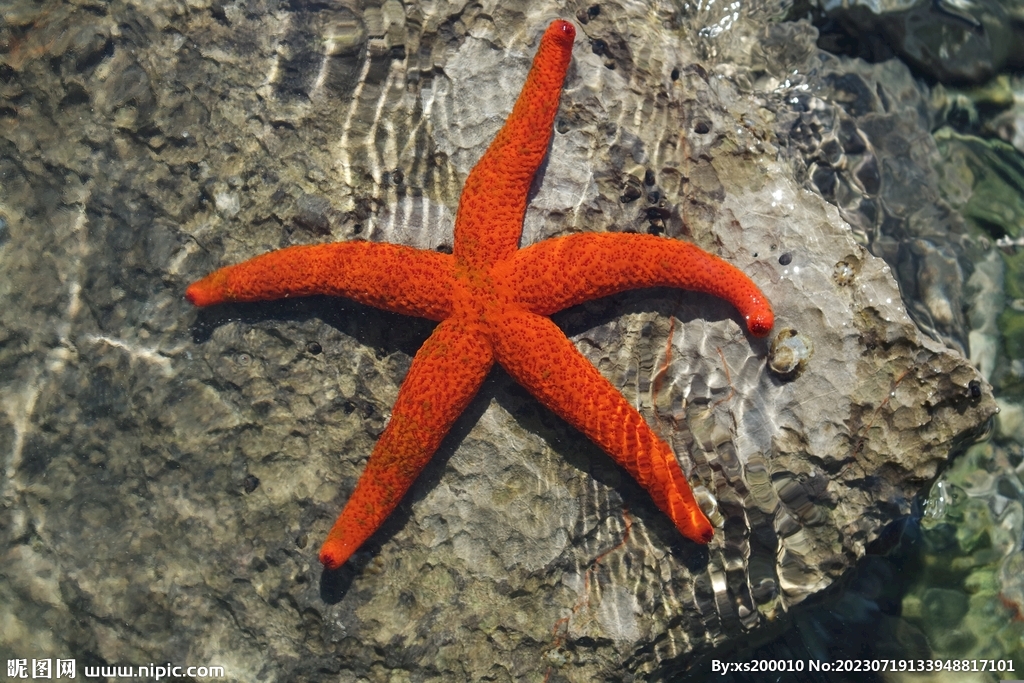 海星