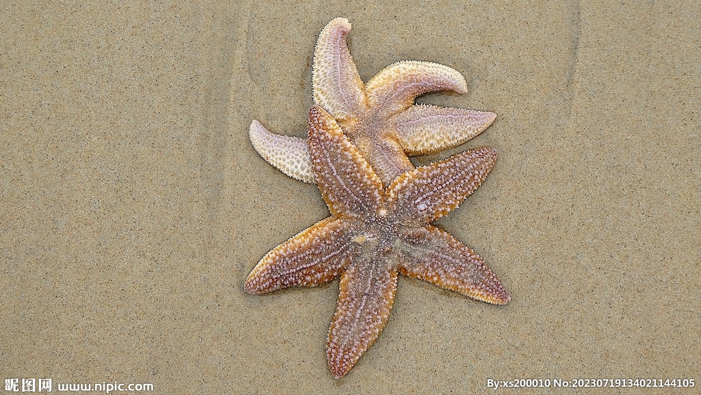 海星