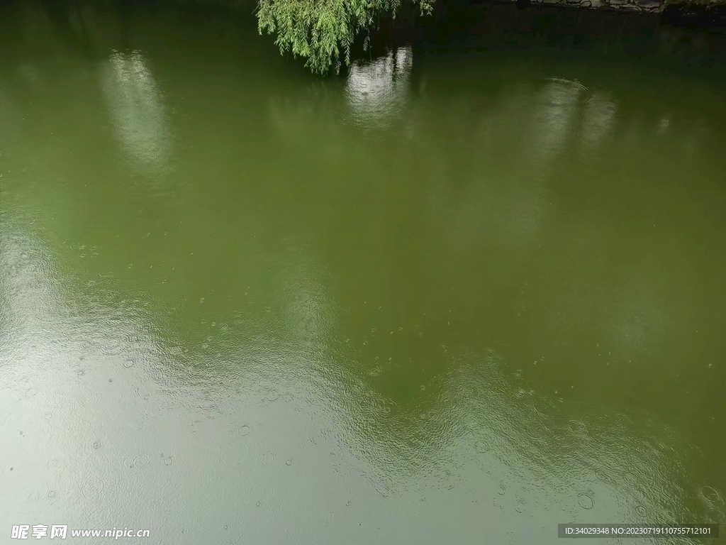 夏日微雨碧水垂柳