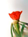 鲜花壁纸