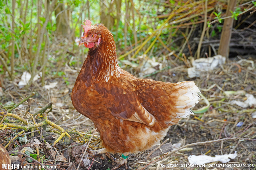 母鸡 