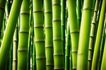 竹林