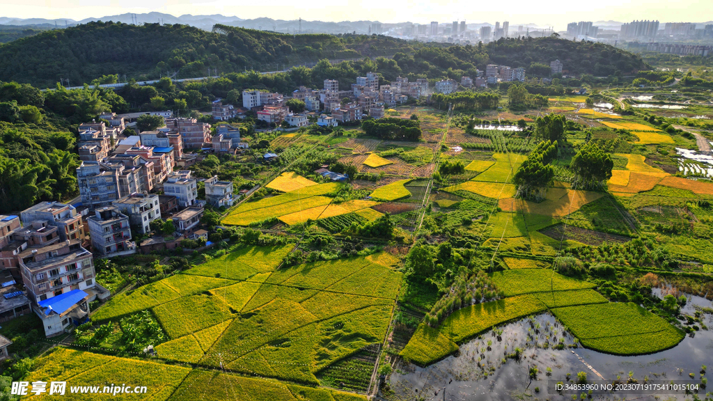 乡村丰收景