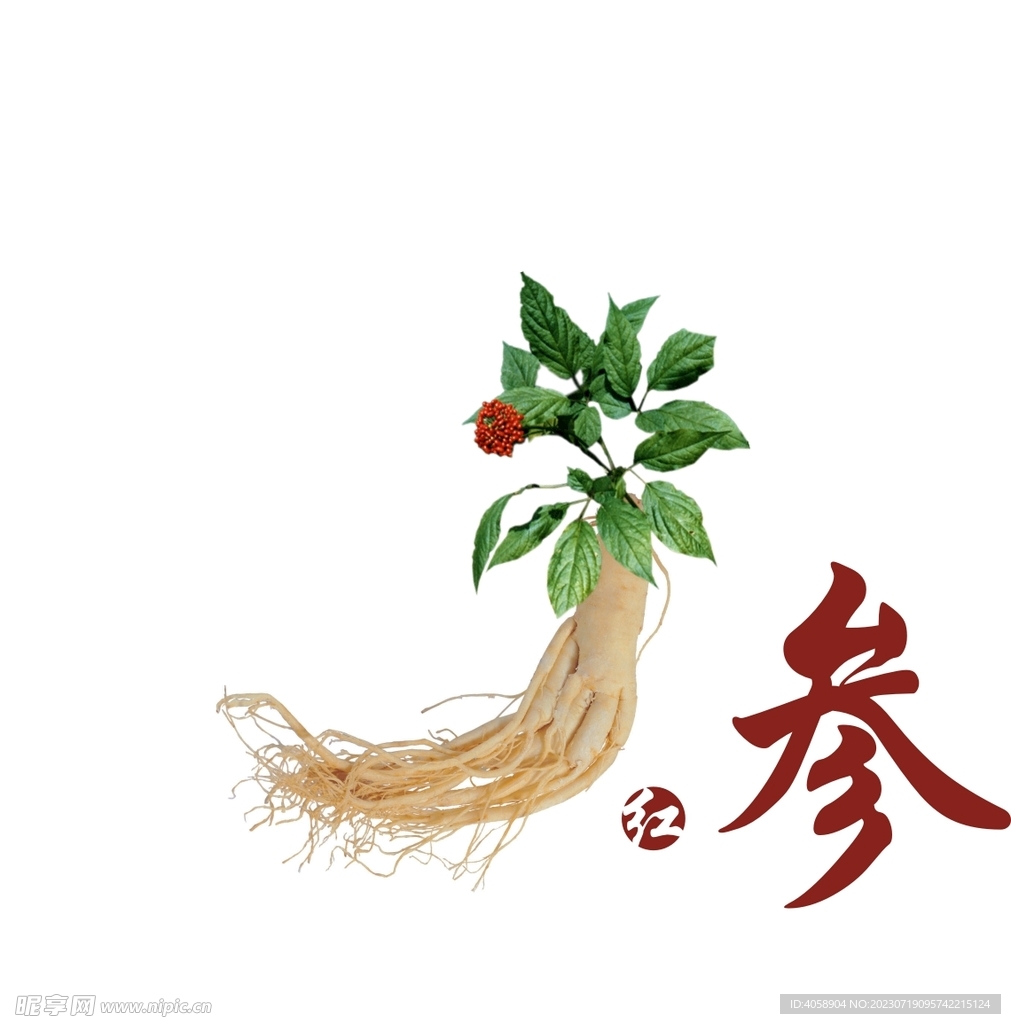 人参