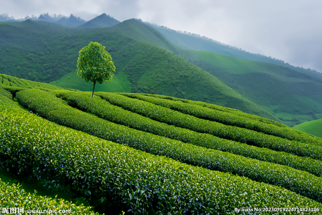 茶山