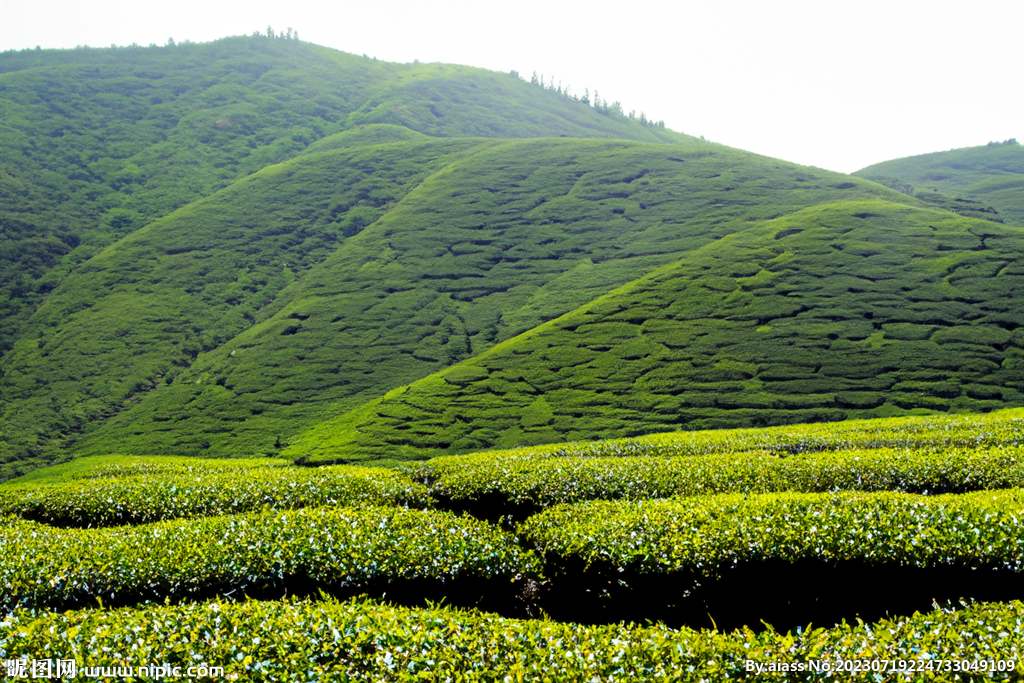 茶山