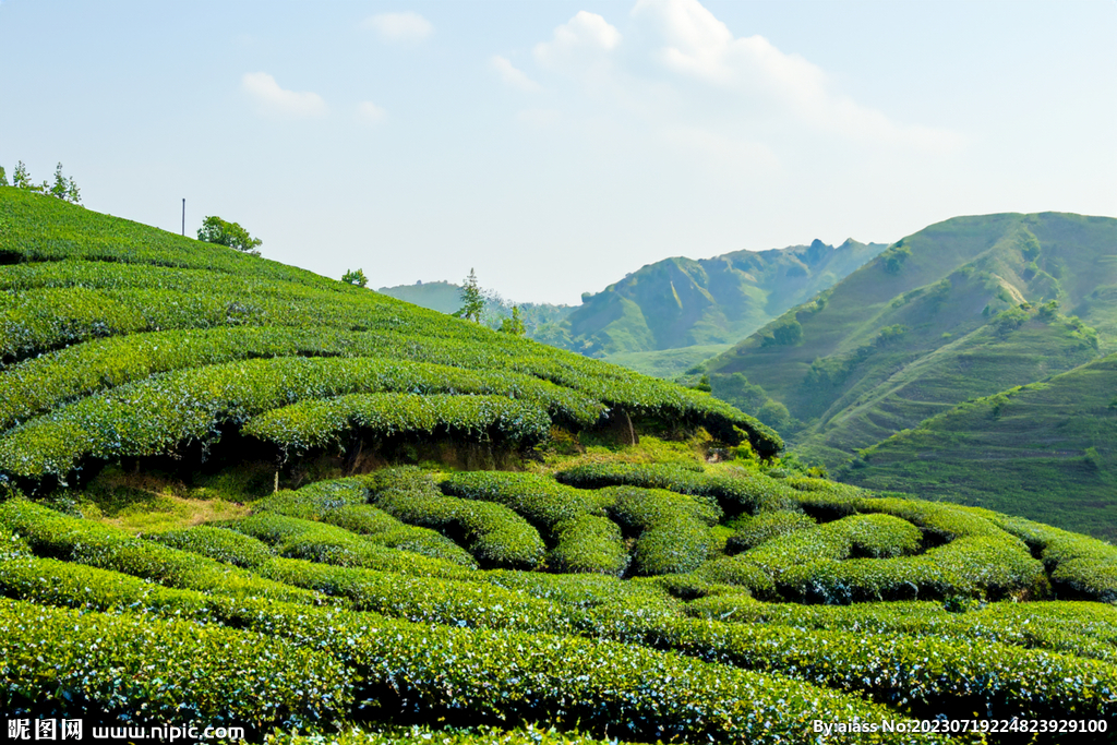 茶山