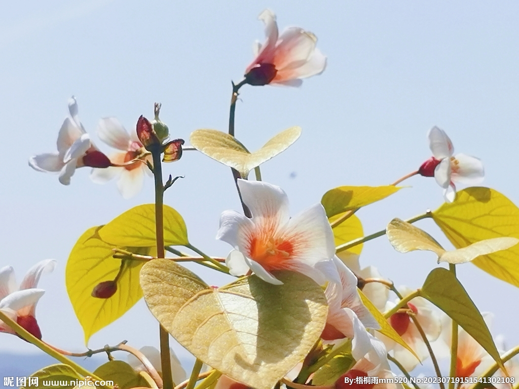 蓝天下的白色油桐花