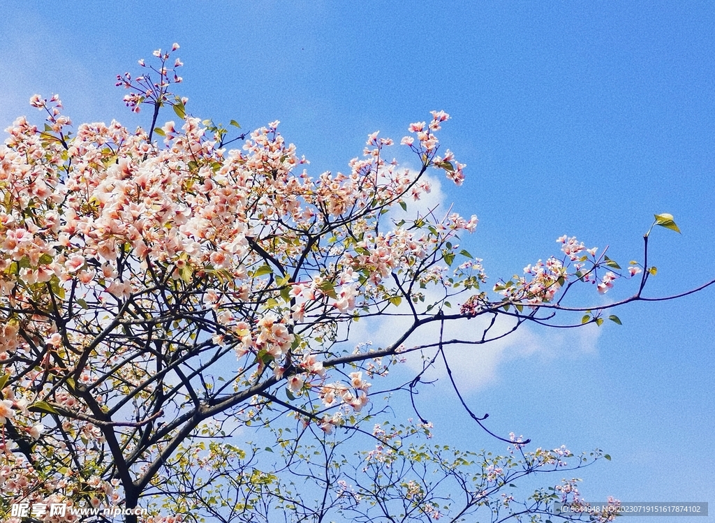 蓝天下的油桐花