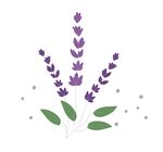 紫色薰衣草矢量