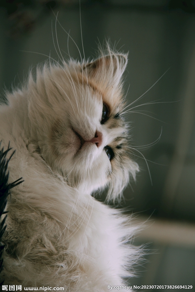 猫