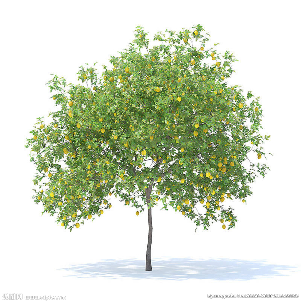 C4D模型 树  