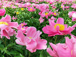 芍药花开