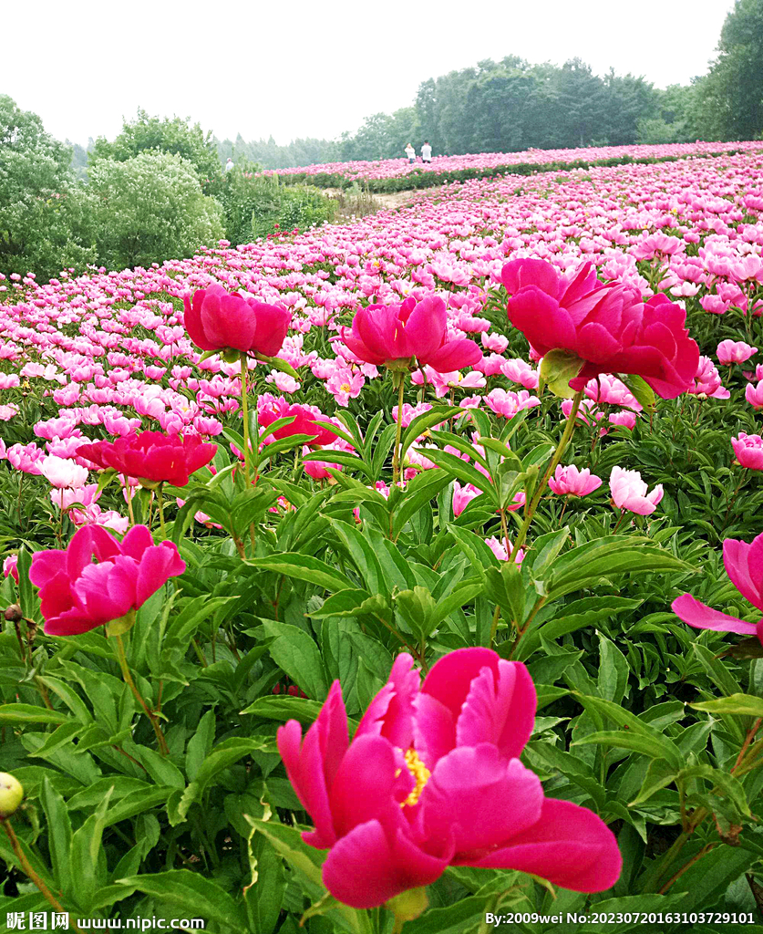 芍药花开