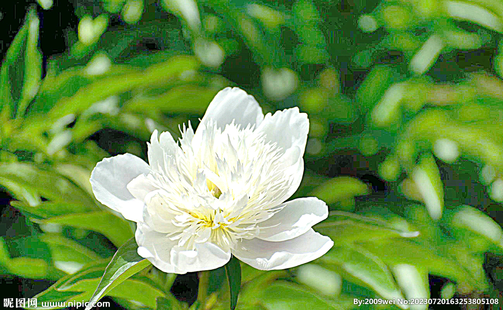 芍药花开