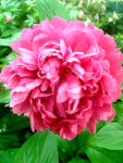 芍药花开