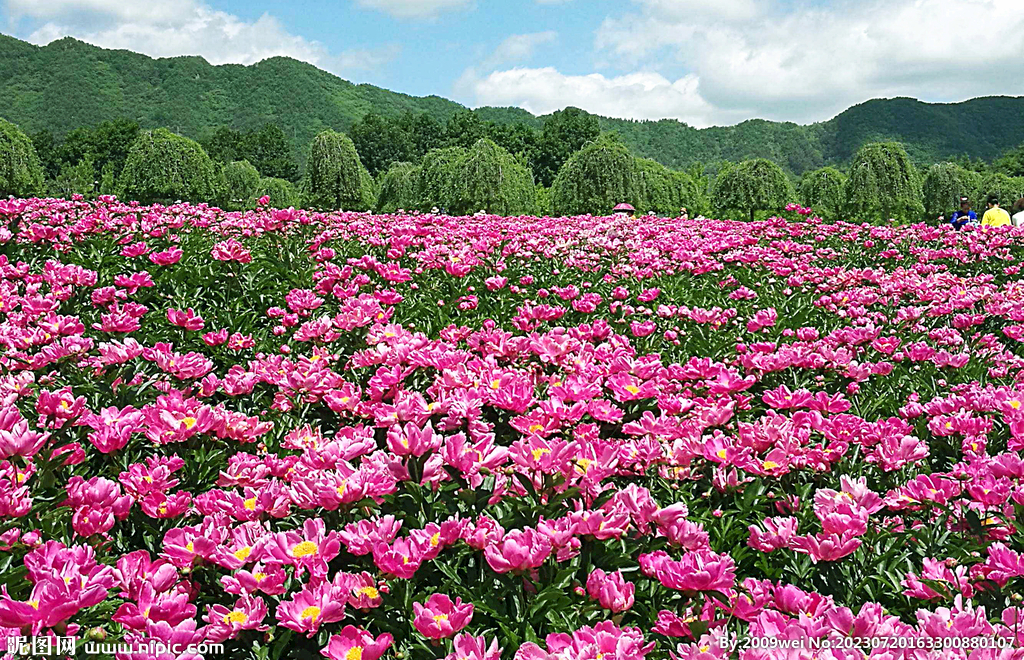 芍药花开