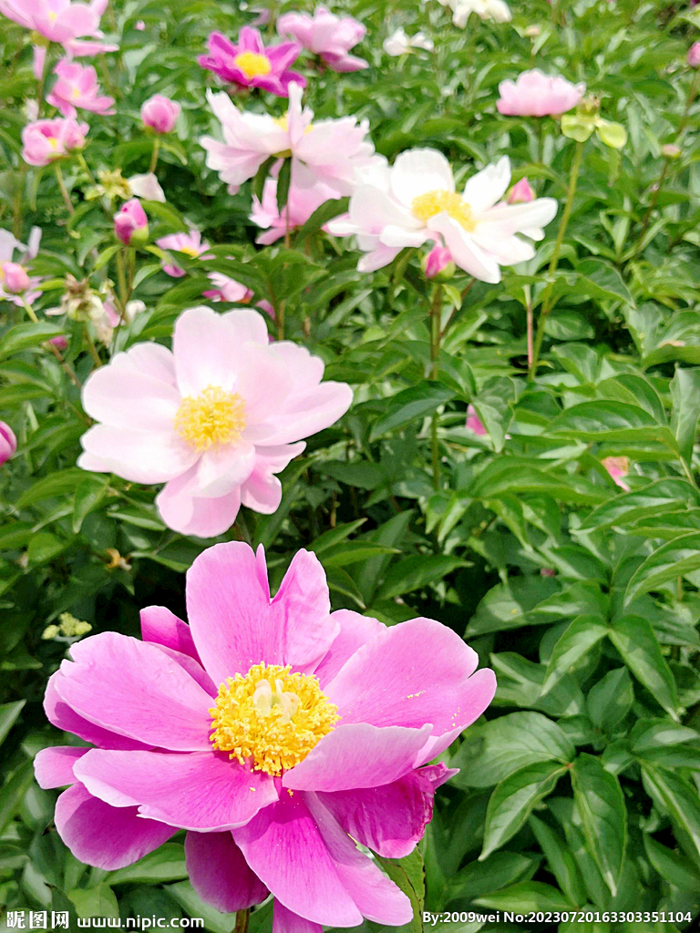 芍药花开