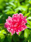 芍药花开