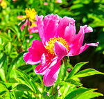 芍药花开