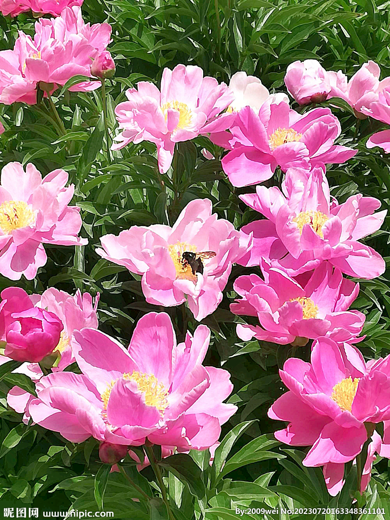 芍药花开