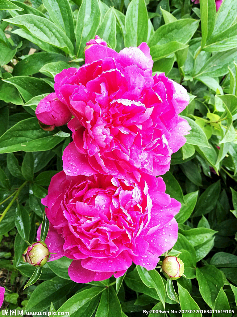 芍药花开