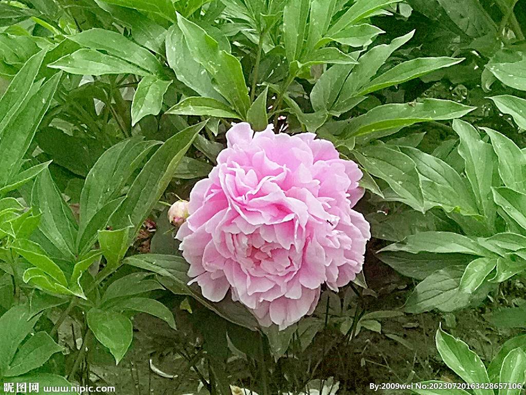 芍药花开