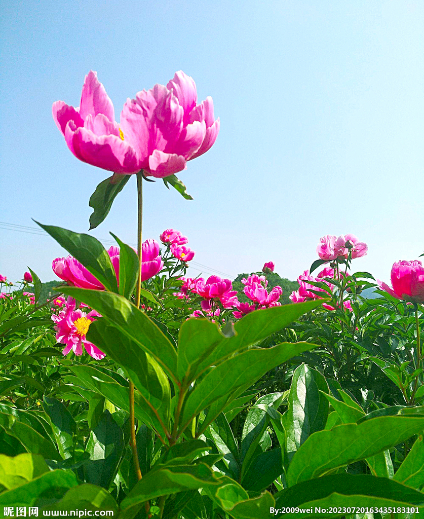芍药花开