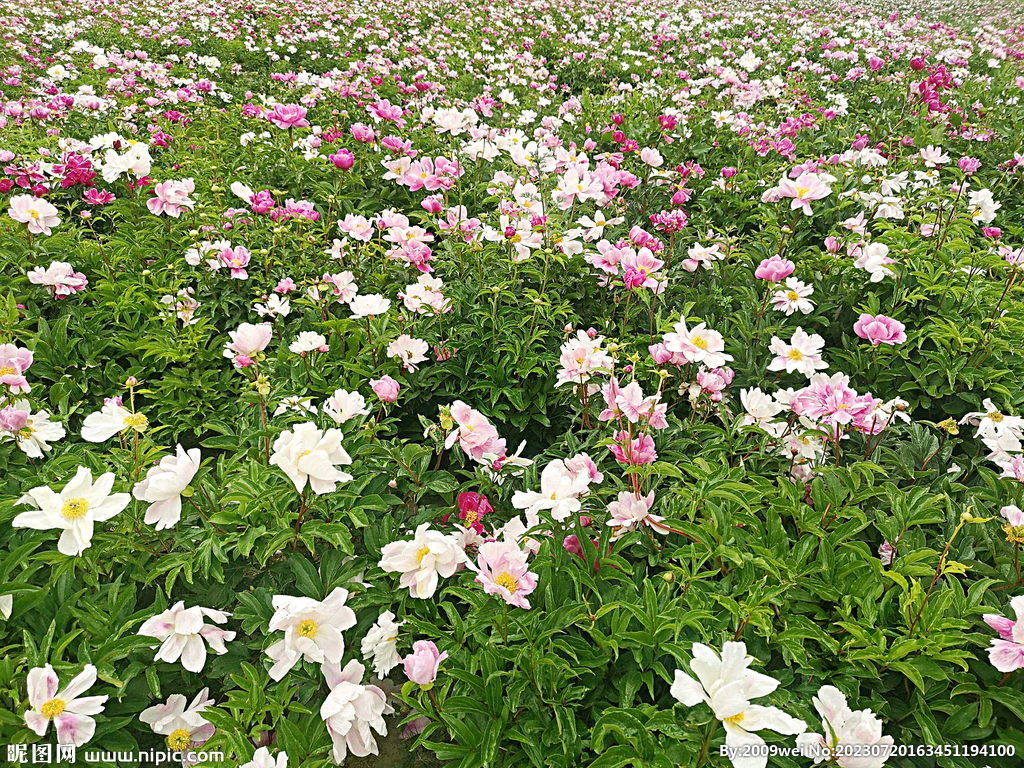 芍药花开