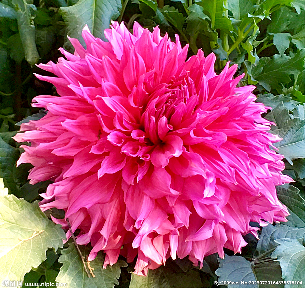 芍药花开