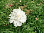 芍药花开