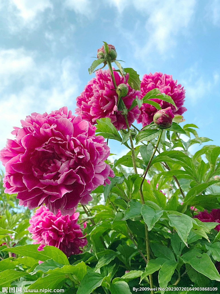 芍药花开