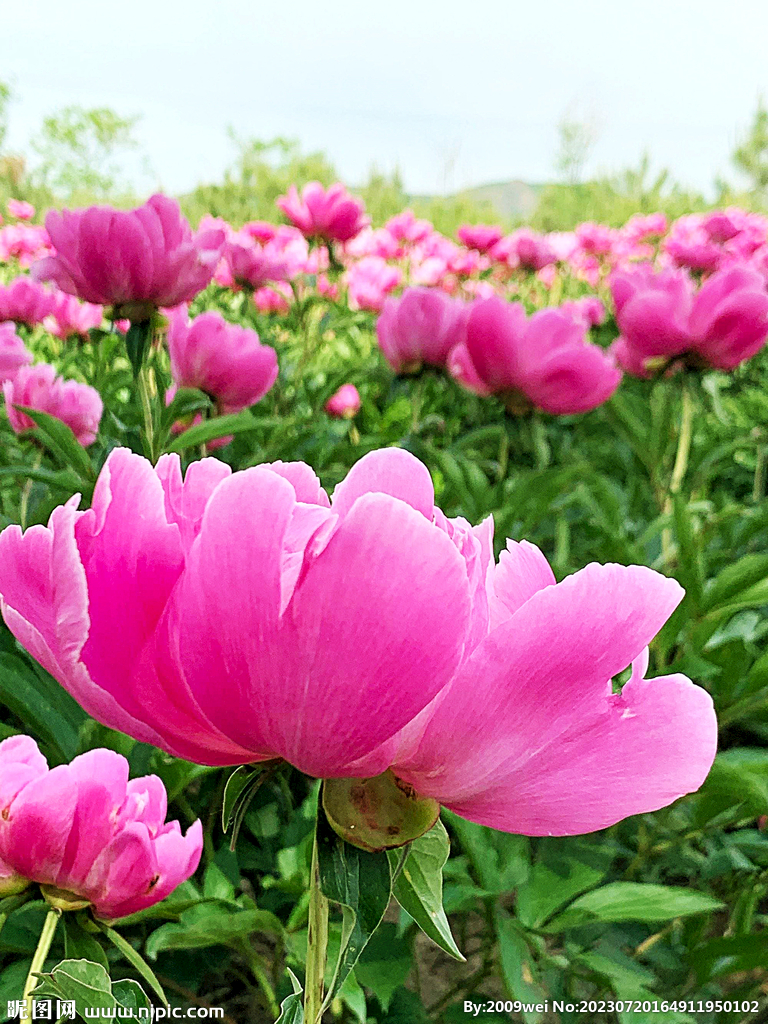 芍药花开