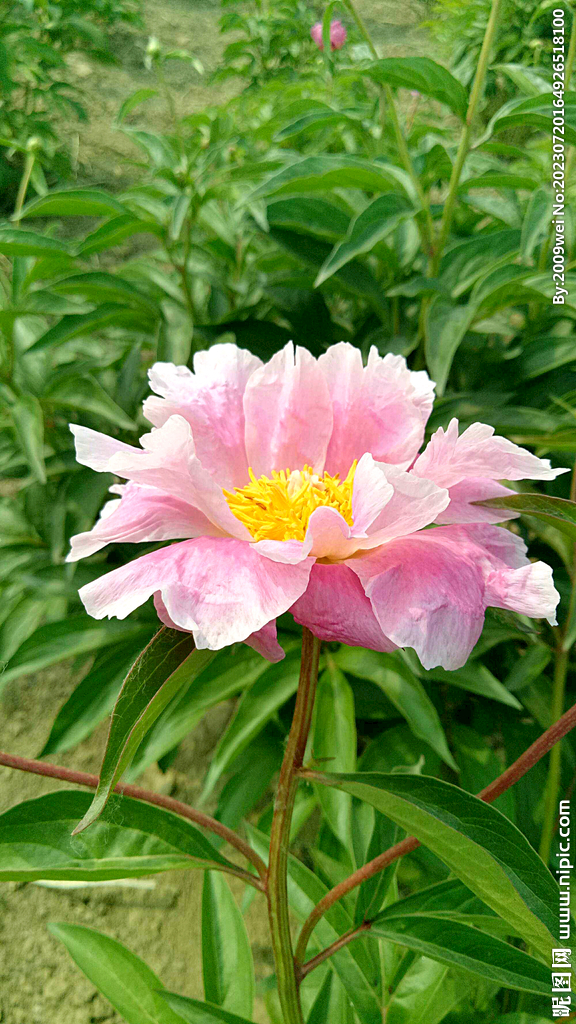 芍药花开