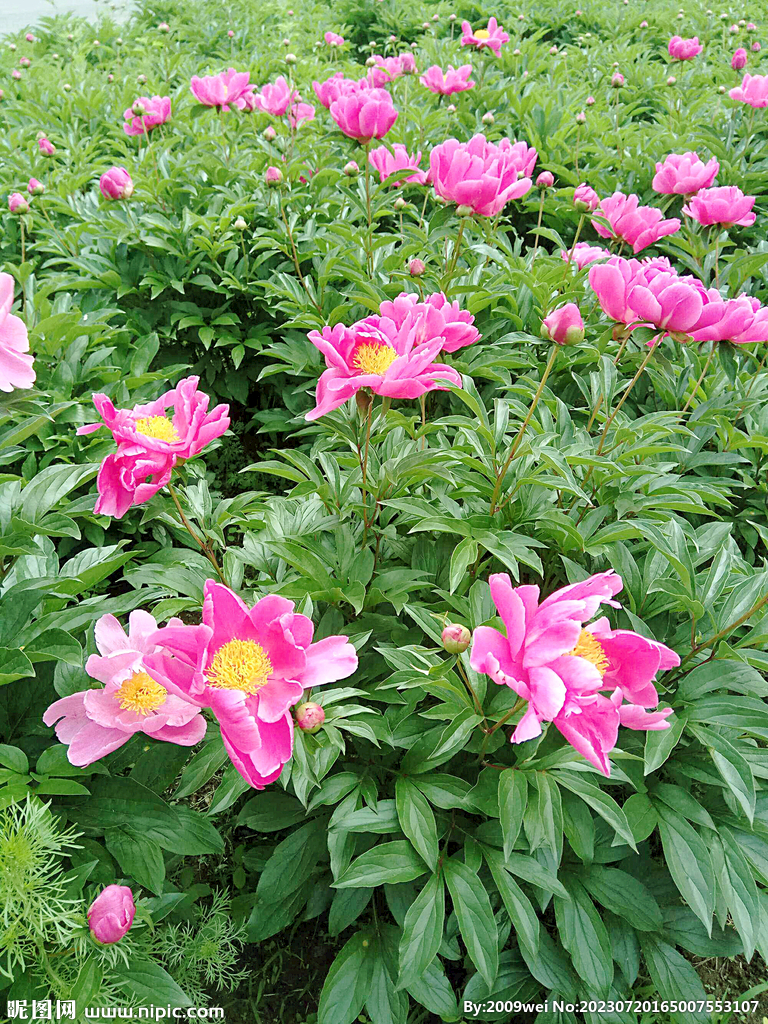 芍药花开
