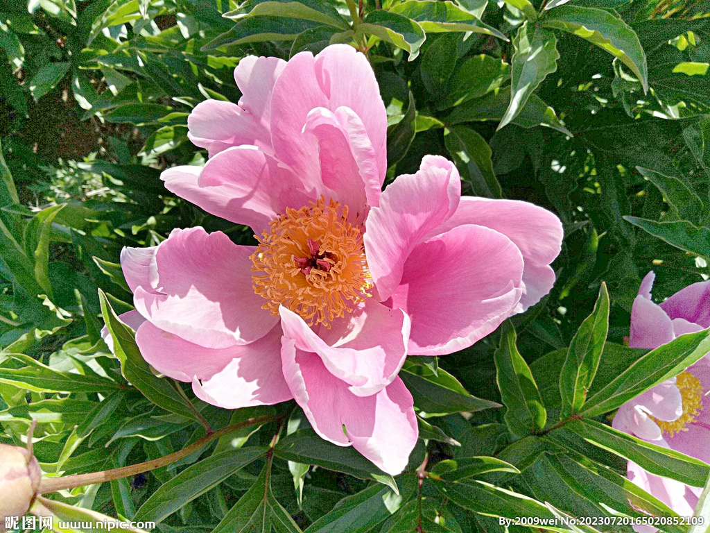 芍药花开